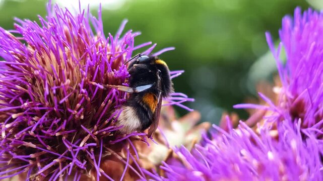 Close-up orbit around a resting bumblebee on a purple artichoke flower.