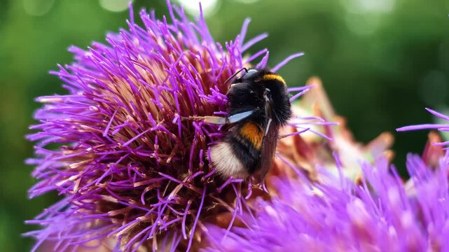 Close-up pushes toward artichoke flowers while circling a bumblebee among them.