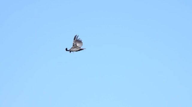 Condor flying over dense evergreen forest