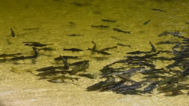 Swarm of Mahseer barb fish is large-bodied freshwater game and food fishes in the carp family (Cyprinidae) swimming at Kiriwong Waterfall, Nakhon si thammarat-the southern of Thailand.
