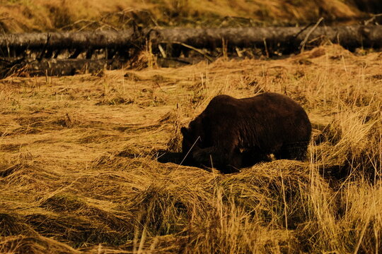 Brown bear lying in a golden grass meadow