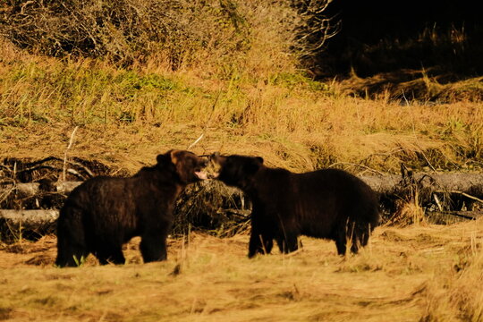 Two brown bears facing off in a golden field