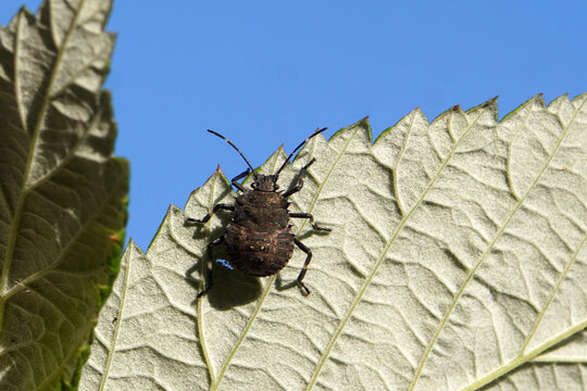 Nymph of a Brown Marmorated Stink Bug (Halyomorpha halys). Family Pentatomidae. Underside leaf. Blue sky. October. Netherlands
