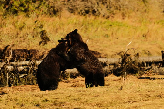 Two brown bears sparring upright on a grassy riverbank