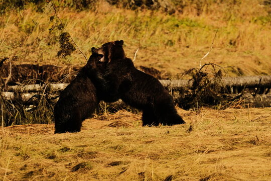 Two brown bears wrestling upright in a golden meadow