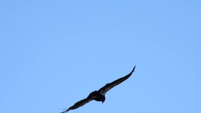 California condor soaring in a pale sky