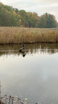 Helsinki, Lone Bird on a Stump Among Autumn Reeds Vertical Video