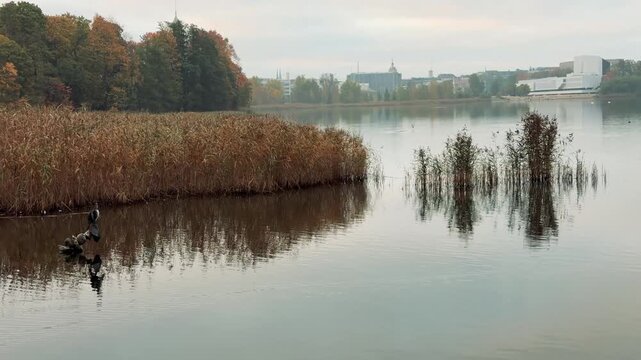 Helsinki, Bird Perched on a Wooden Stump in a Misty City Bay