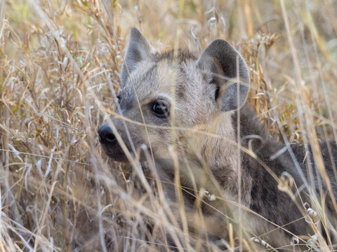 Spotted Hyena Cub Portrait