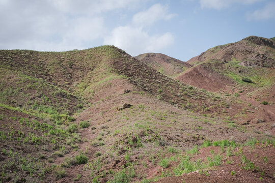 Grass covering a red ridge after the rains at a French Army desert combat training area in Djibouti