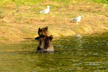 Fototapeta premium Brown bear sitting at a pond with gulls in a grassy field behind