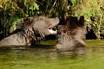 Fototapeta premium Two brown bears sparring with open mouths in a river
