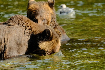 Fototapeta premium Two brown bears playing and splashing in a river