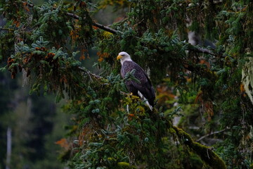 Fototapeta premium Bald eagle perched among evergreen branches