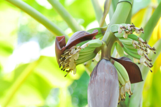 Banana blossom or banana seed or banana plant, banana tree in the orchard