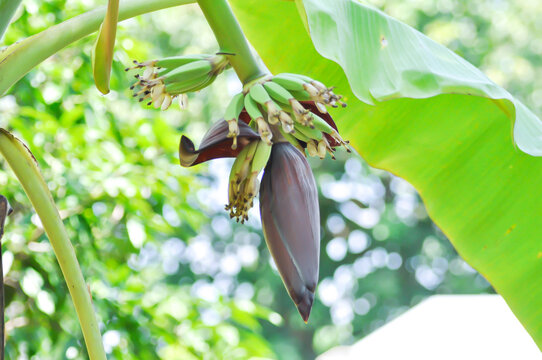 Banana blossom or banana seed or banana plant, banana tree in the orchard