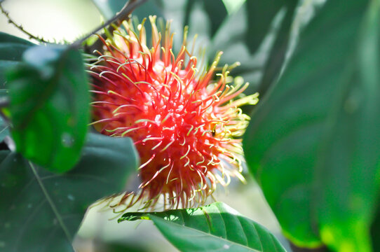 rambutan tree, rambutan plant or Nephelium lappaceum Linn and fruit or rambutan fruit