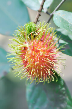rambutan tree, rambutan plant or Nephelium lappaceum Linn and fruit or rambutan fruit
