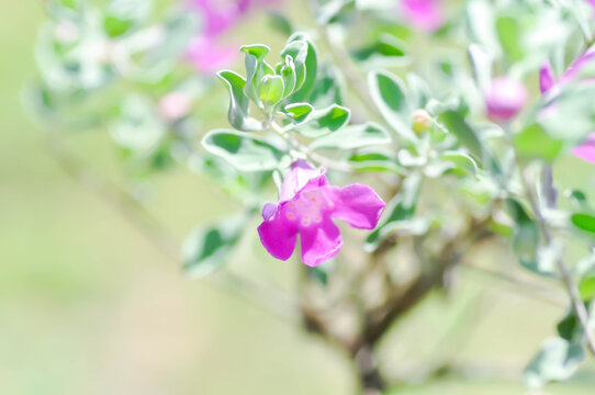 Leucophyllum frutescens , SCROPHULARIACEAE or Ash bush or Purple sage or Sensia or Silverleaf or Texas ranger or White sage or purple flower