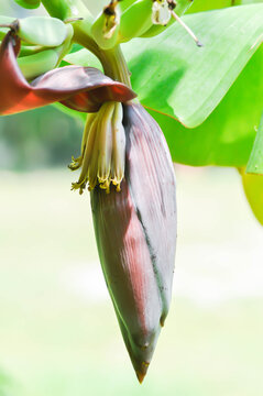 Banana blossom or banana seed or banana plant, banana tree in the orchard
