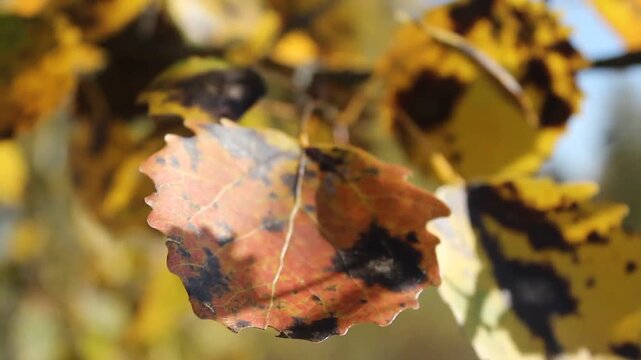 Autumn Leaves Blowing in Wind Close-Up Video.

