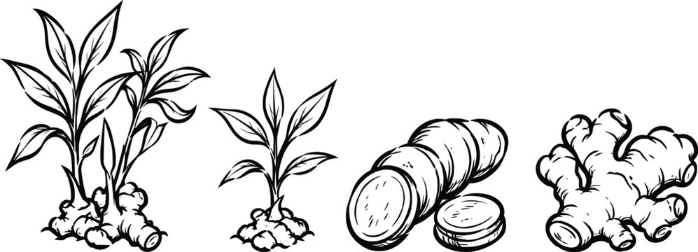 Ginger Root and Plant Botanical Line Art Vector Illustration Herbal Spice Collection.