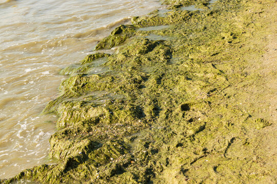 A beach with a green rock wall and a body of water