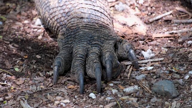 Komodo dragon Varanus komodoensis big sharp claws on Komodo Island, East Nusa Tenggara Indonesia