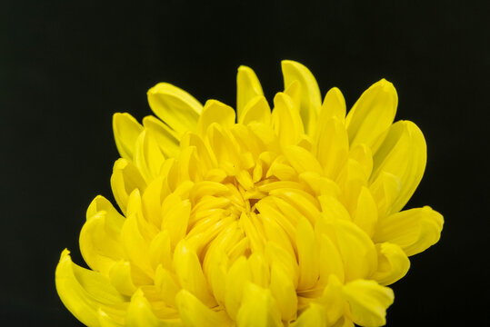 菊の花