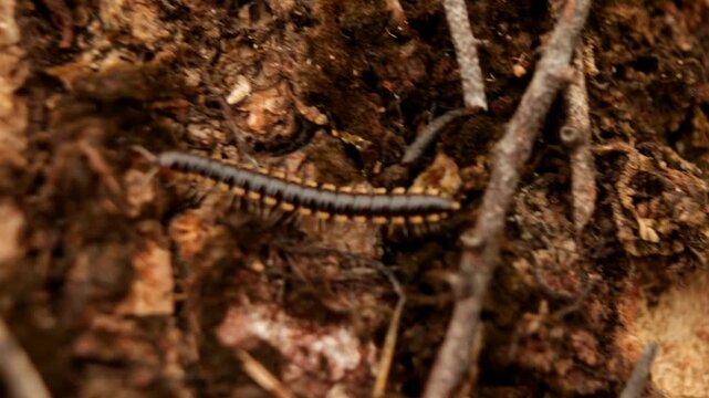 Macro video of a millipede walking across tree bark, showing its many legs, segmented body, and natural movement in a close-up view.