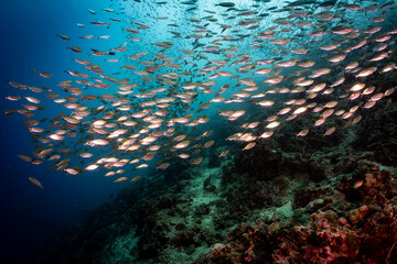 Large School of Tropical Fish on Coral Reef in Moalboal, Philippines © Chris J