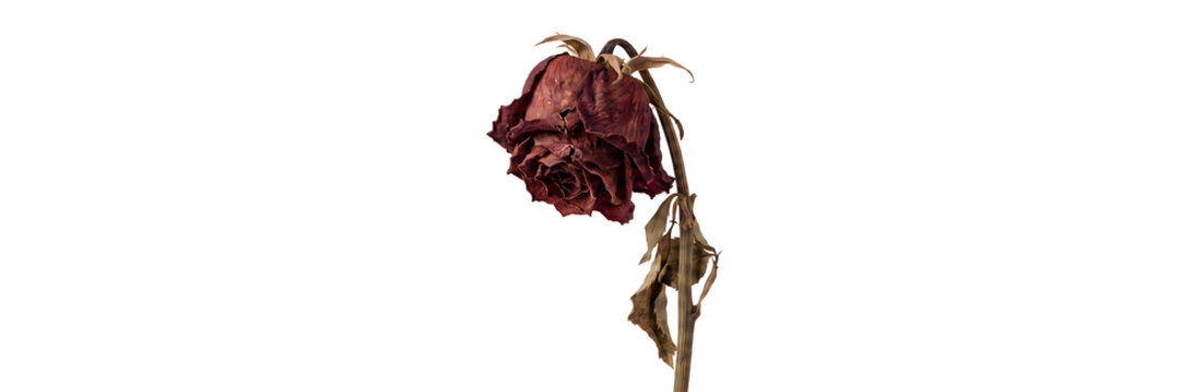 A solitary, withered dark red rose droops against a stark white background, a poignant symbol of fleeting beauty, the inexorable passage of time, and the quiet dignity of decay