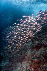 Large School of Tropical Fish on Coral Reef in Moalboal, Philippines © Chris J