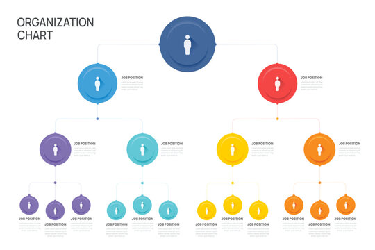 Company organization chart template with business avatar icons. Vector Infographic.