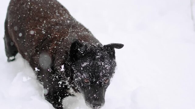 Close-up of a happy black dog playing in deep snow during snowfall, enjoying an energetic winter adventure outdoors.