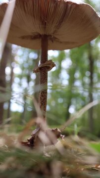Vertical screen parasol mushroom grows on forest floor showing pale gills patterned stem and movable ring beneath a broad cap in a close low angle view in autumn woodland