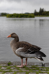 Greylag goose standing on stone lakeshore in Reykjavik, Iceland © Ignacio Carrasco