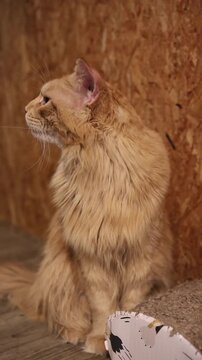 Vertical screen ginger Maine Coon cat sits calmly by a scratching board looking forward with an alert expression showing fluffy coat large ears and strong breed features