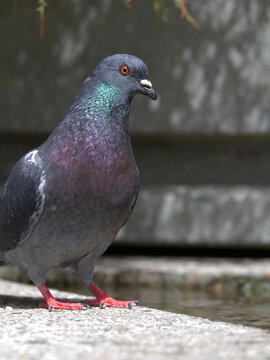 Close-Up of Rock Pigeon Standing by Water Fountain