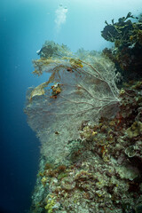Large Sea Fan Coral on Tropical Reef in Dauin, Philippines © Chris J