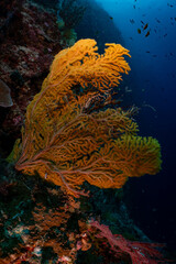 Large Sea Fan Coral on Tropical Reef in Dauin, Philippines © Chris J