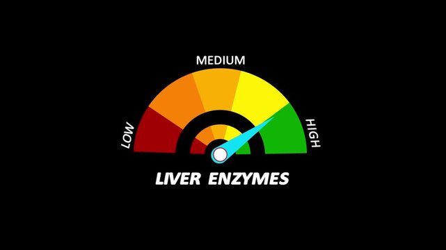 Liver enzymes health gauge indicator: medical diagnostic test results animation on black background