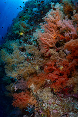 Large Sea Fan Coral on Tropical Reef in Dauin, Philippines © Chris J