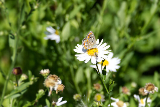 Common Blue (Polyommatus icarus) butterfly sitting on a white daisy in Zurich, Switzerland
