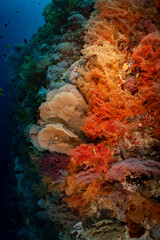 Large Sea Fan Coral on Tropical Reef in Dauin, Philippines © Chris J