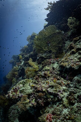 Large Sea Fan Coral on Tropical Reef in Dauin, Philippines © Chris J