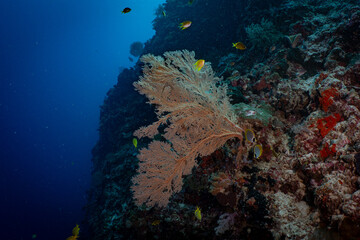 Large Sea Fan Coral on Tropical Reef in Dauin, Philippines © Chris J
