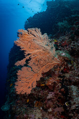 Large Sea Fan Coral on Tropical Reef in Dauin, Philippines © Chris J