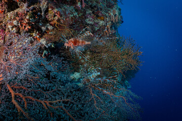 Large Sea Fan Coral on Tropical Reef in Dauin, Philippines © Chris J