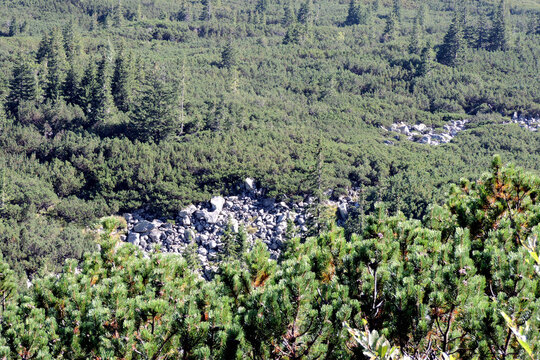 Granite rockfall scree surrounded by dwarf mountain pine in Hala Gąsienicowa view from trail Tatry Poland